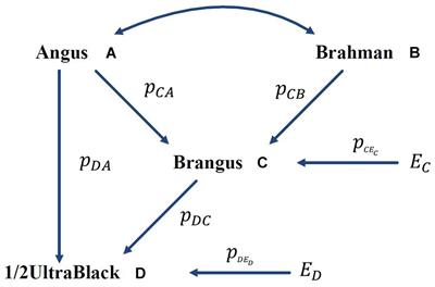 A Causality Perspective of Genomic Breed Composition for Composite Animals